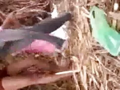 কালো ও সুন্দর হট সেক ...