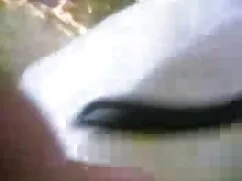 ছোট মাই, দুর্দশা সেক ...